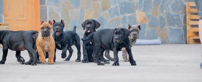 PERROS CANE CORSO 3
