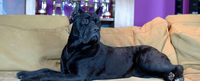 PORQUE UN CANE CORSO ?