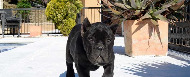 perro raza cane corso cachorros1