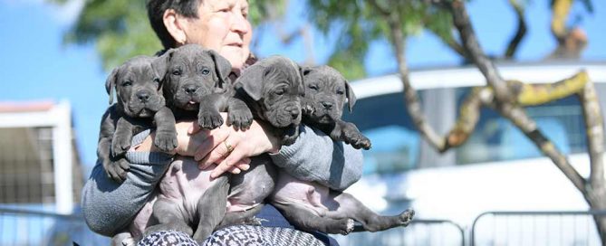 comprar cachorro raza Cane corso