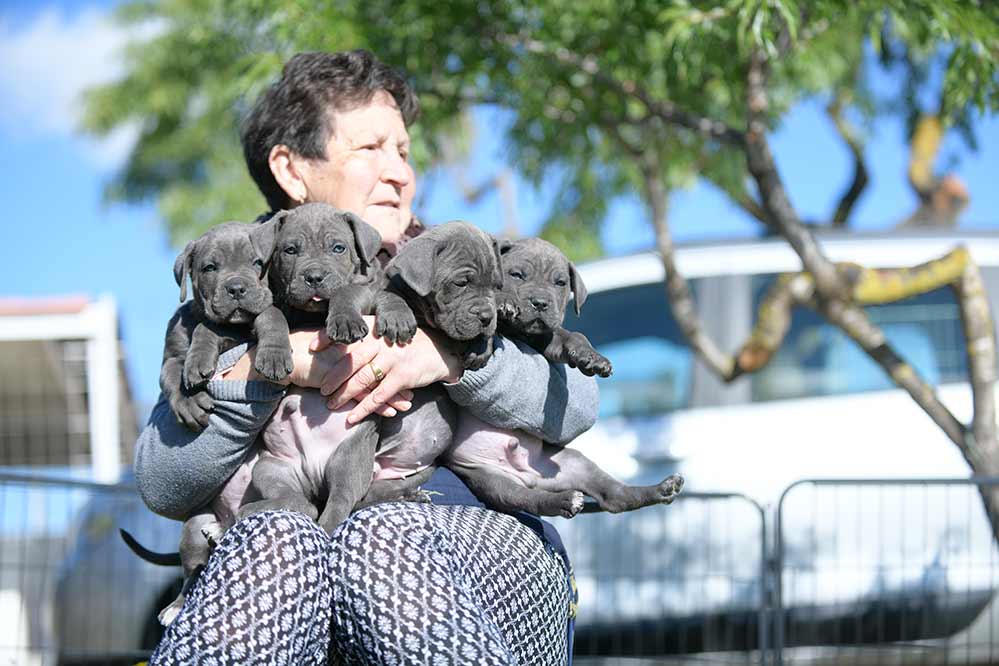 comprar cachorro raza Cane corso