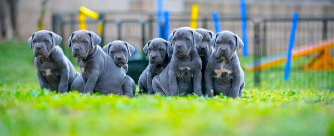dedicarse al CANE CORSO