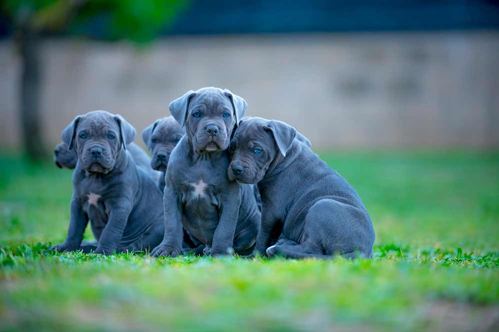  dedicate to CANE CORSO4 