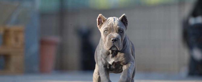 l cane corso y los clientes 1
