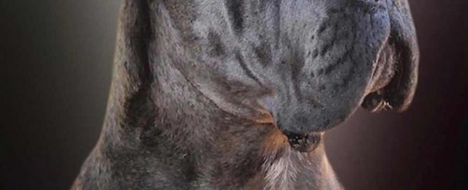 nuevos CACHORROS DE CANE CORSO