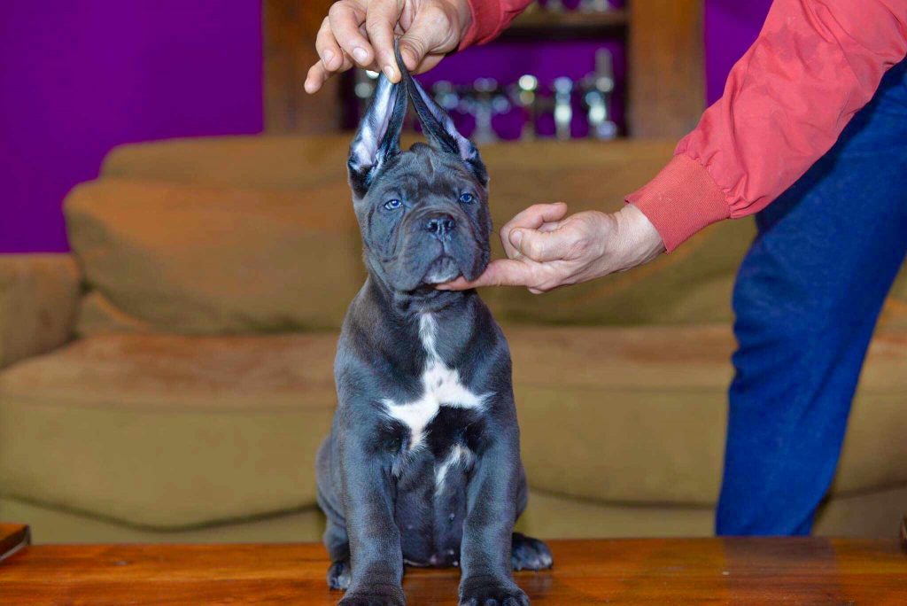 nuevos CACHORROS DE CANE CORSO5