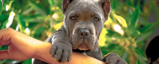 buy cane corso puppies female