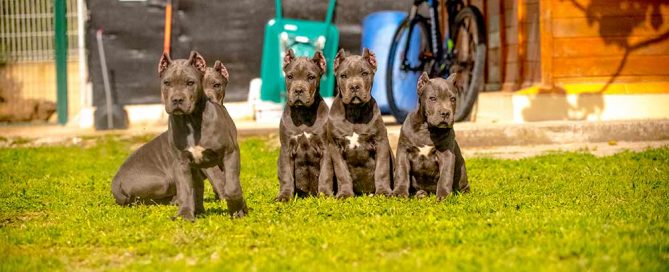Instalaciones para criar Perros Cane Corso : Mastín Italiano2
