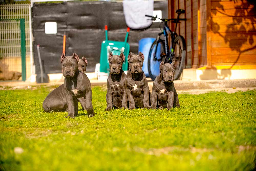 Instalaciones para criar Perros Cane Corso : Mastín Italiano2