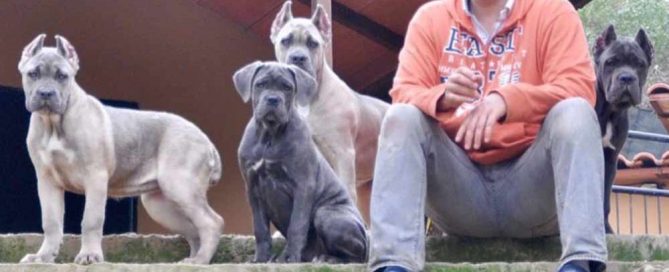 Cane Corso Breed Archivos Page 5 Of 14 Cane Corso Barcelona