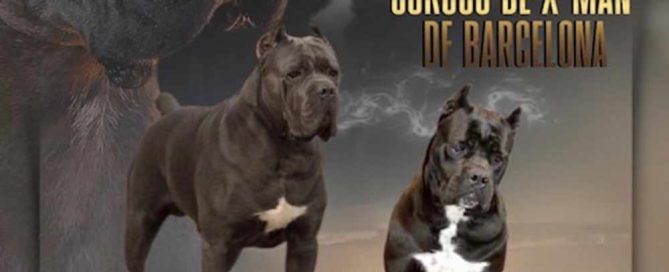 Nueva camada los mejores cachorros de cane corso X-man p