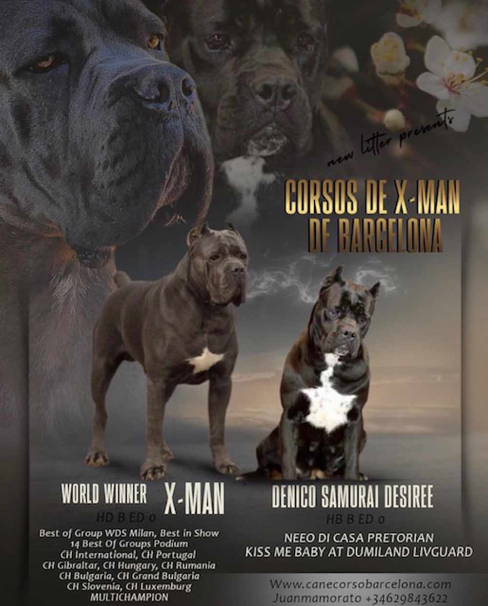 Nueva camada los mejores cachorros de cane corso X-man p