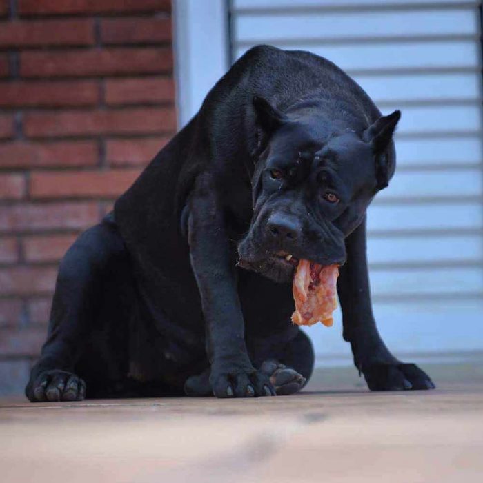 Buy Dogs Cane corso and puppies for sale PhiladelphiaPennsylvania USA