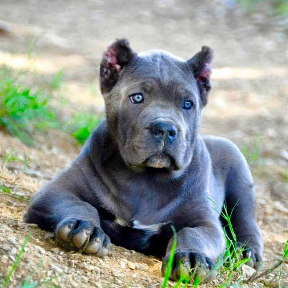 Buy dogs Cane corso and puppies for sale in California