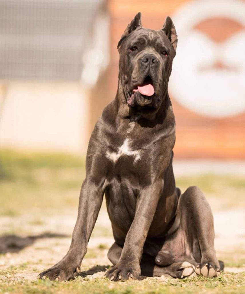 CANE CORSO DOGS AND PUPPIES FOR SALE IN BIRMINGHAM UK