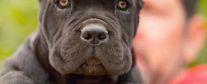 CANE CORSO DOGS AND PUPPIES FOR SALE IN DUBLIN-IRELAND 1