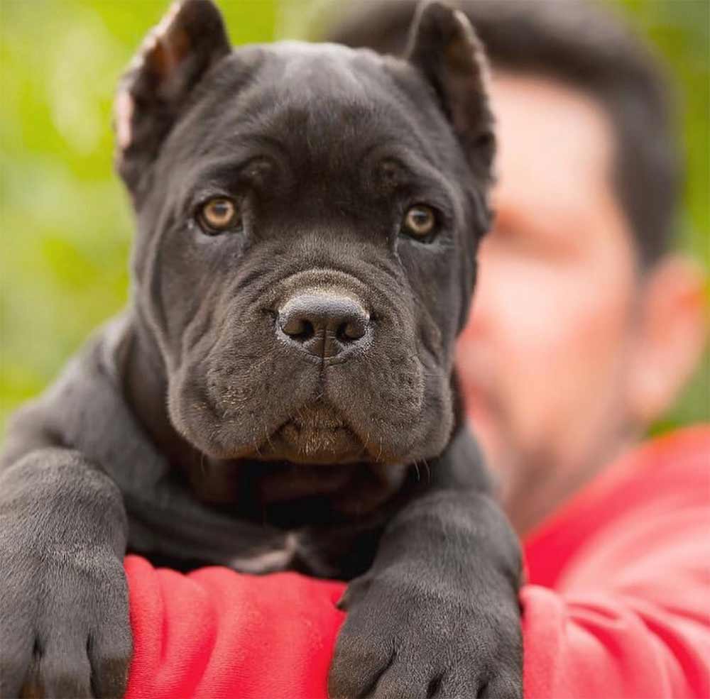 Show Me Pictures Of Cane Corso Dogs PictureMeta