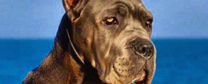 CANE CORSO DOGS AND PUPPIES FOR SALE IN GLASGOW - SCOTLAND 2