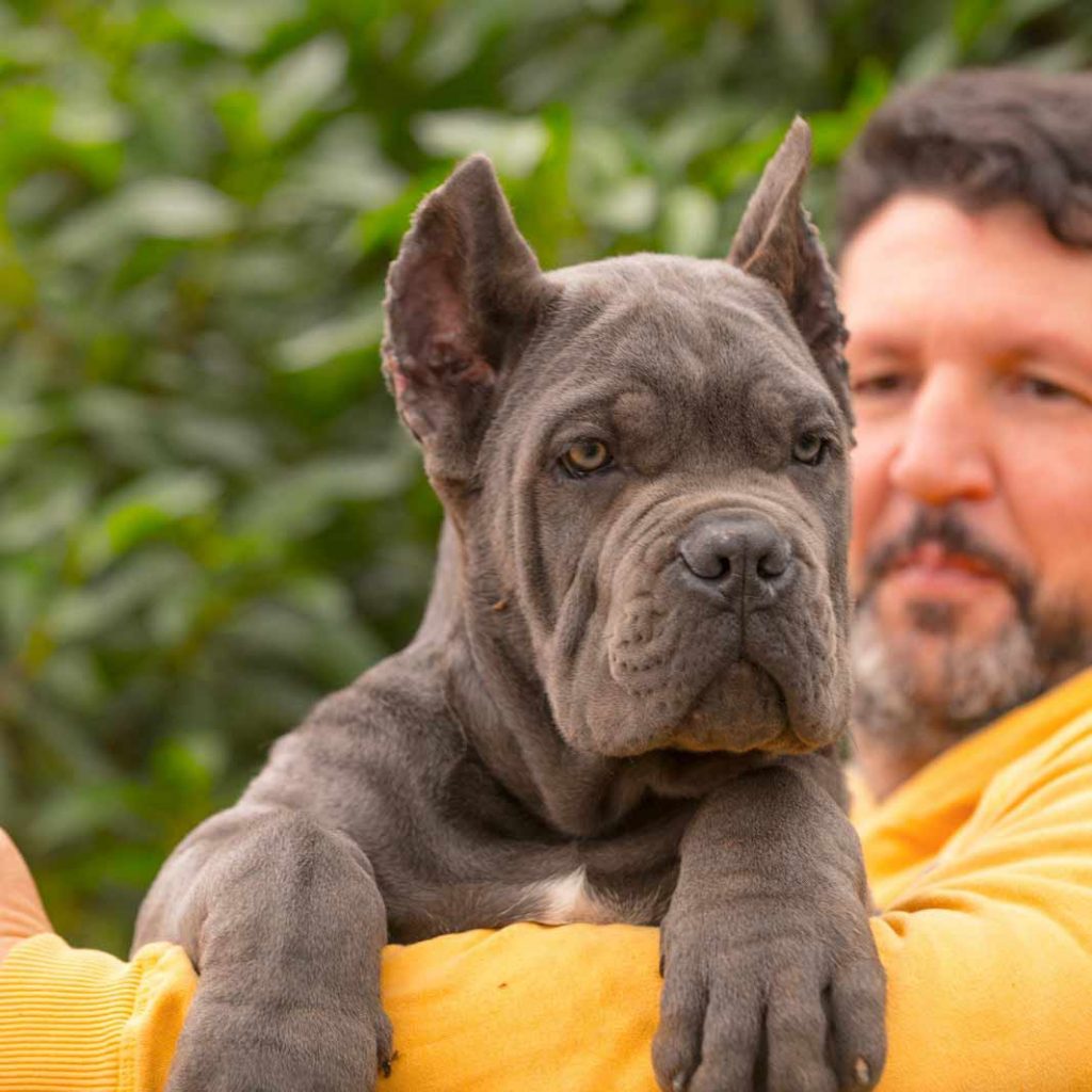 CANE CORSO DOGS AND PUPPIES FOR SALE IN LIVERPOOL UK 1
