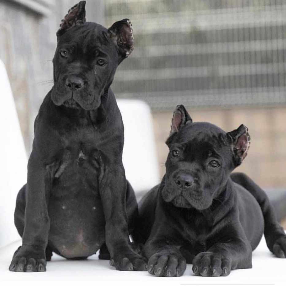 CANE CORSO DOGS AND PUPPIES FOR SALE IN LIVERPOOL UK 4