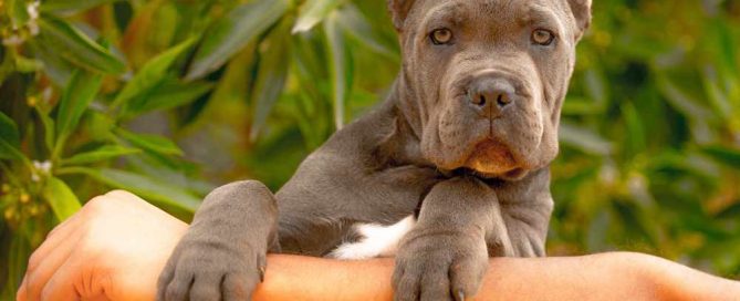 CANE CORSO DOGS AND PUPPIES FOR SALE IN LONDON UK 1