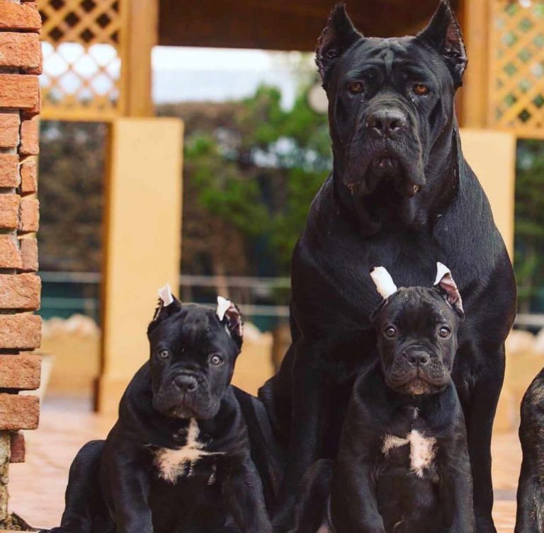 CANE CORSO DOGS AND PUPPIES FOR SALE IN LONDON UK Cane Corso Barcelona