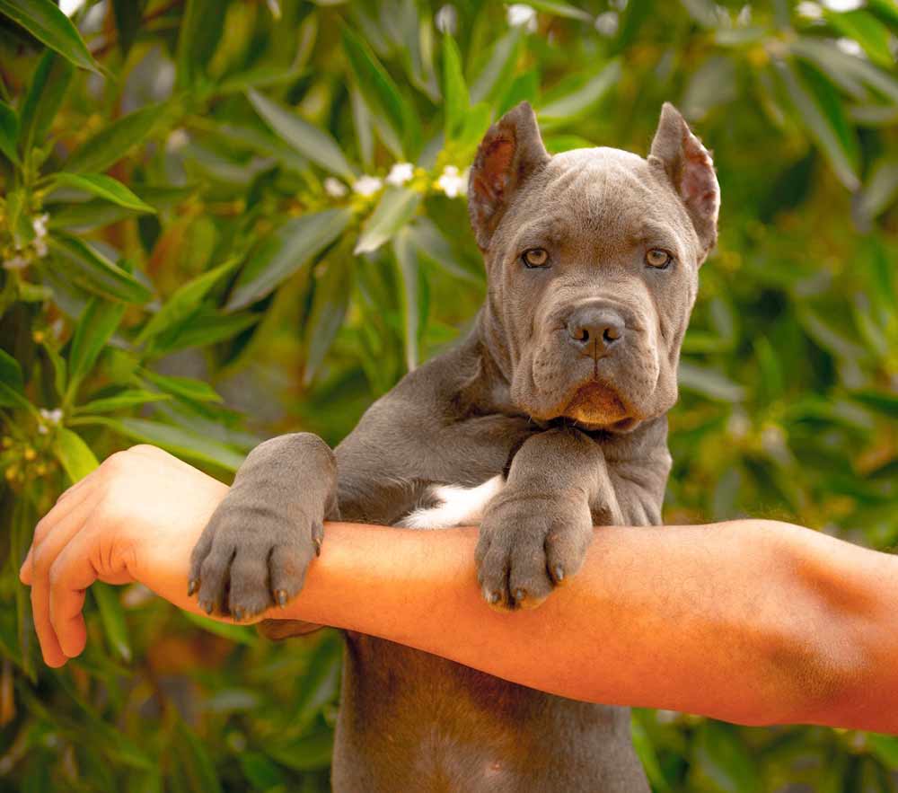 CANE CORSO DOGS AND PUPPIES FOR SALE IN MANCHESTER-UK