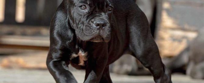 CANE CORSO DOGS AND PUPPIES FOR SALE IN MANCHESTER-UK