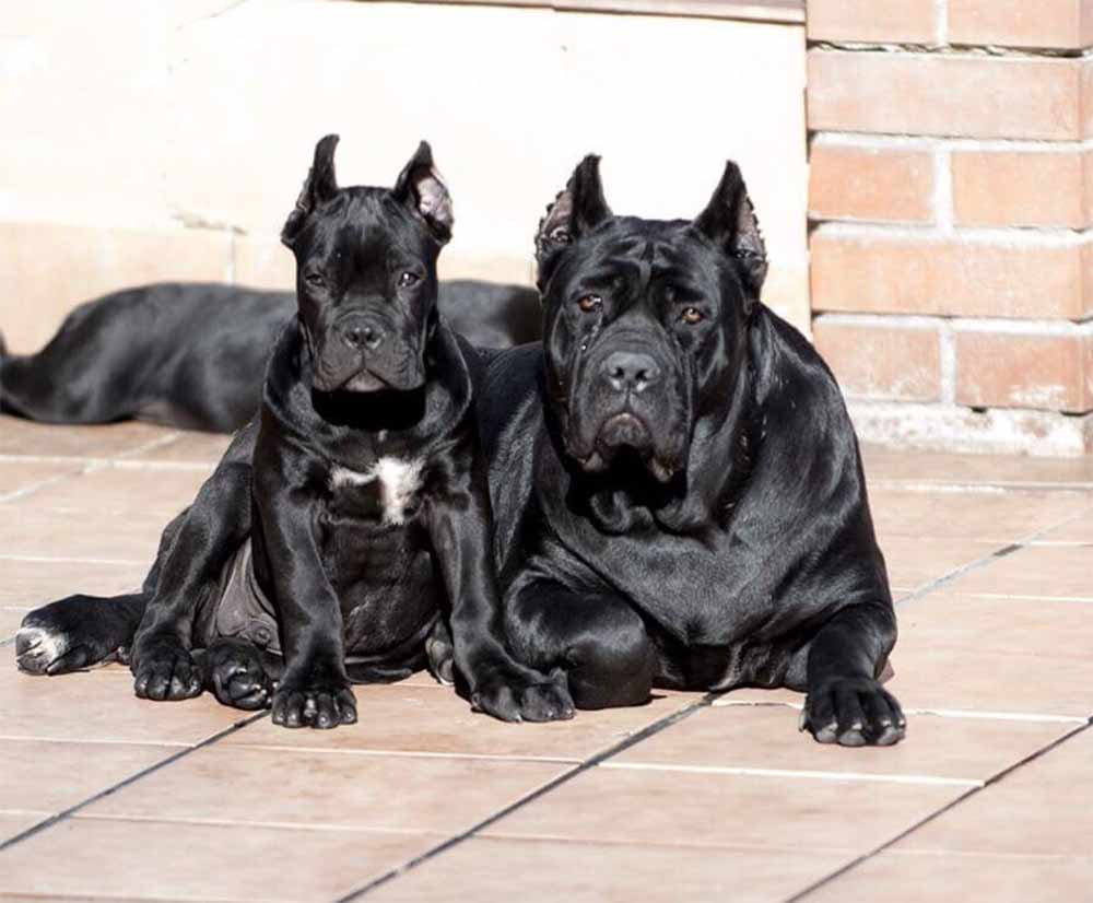 CANE CORSO DOGS AND PUPPIES FOR SALE IN MANCHESTER-UK2
