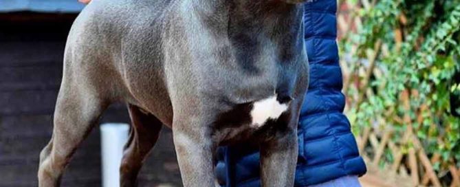 COMPRAR PERRO CANE CORSO Y CACHORROS EN VENTA EN MEXICO DF 3