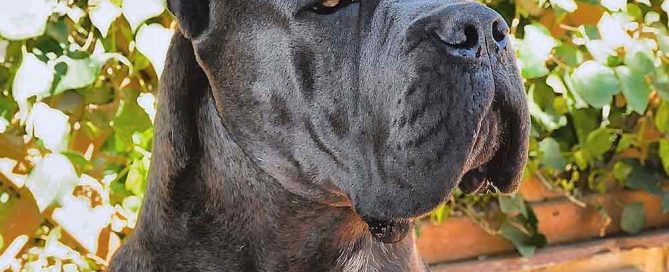 COMPRAR PERRO CANE CORSO Y CACHORROS EN VENTA EN SANTIAGO DE CHILE 3