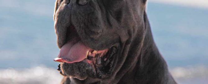 La mejor Raza de protección , EL CANE CORSO1