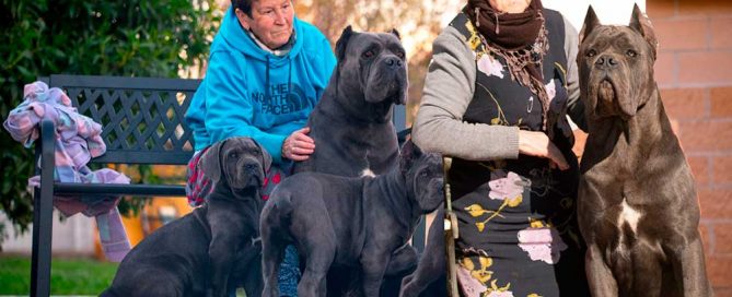 PERROS Y PERSONAS MAYORES - EL CANE CORSO