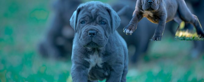 POSIBLEMENTE los mejores cahorros de CANE CORSO DEL MUNDO