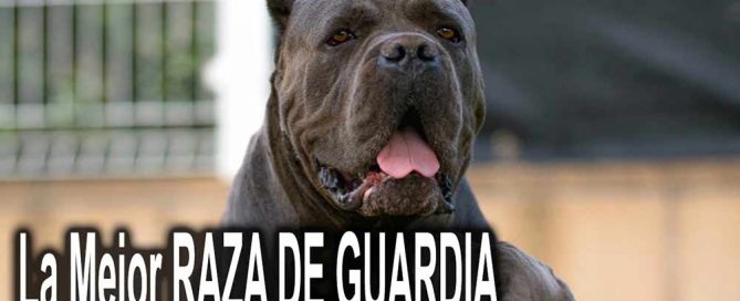 la mejor raza de PROTECCION