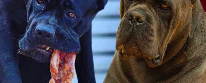 un macho o una hembra - que elegir jpg