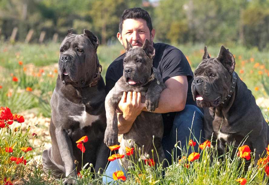Buy dogs Cane corso and puppies for sale in Columbus Ohio 3