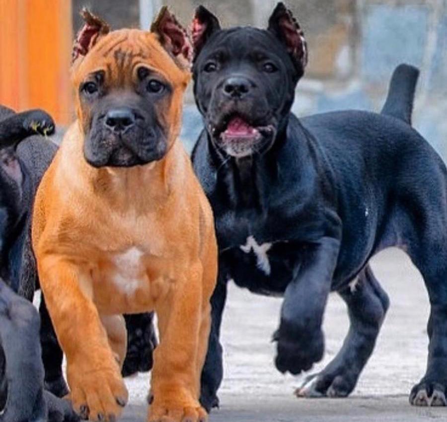 Buy Dogs Cane corso and puppies for sale in Calgary Canada
