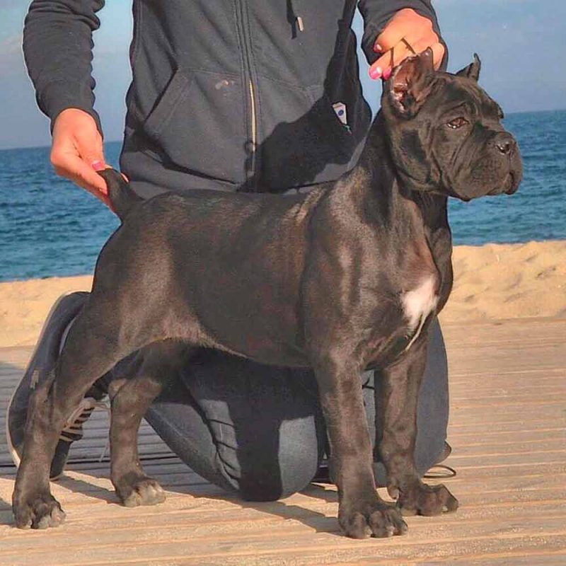Buy dogs Cane corso and puppies for sale in Indianapolis indiana USA