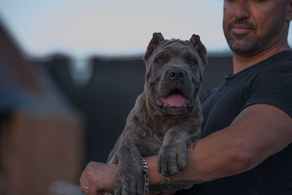 Buy dogs Cane corso and puppies for sale in Indianapolis indiana USA 3