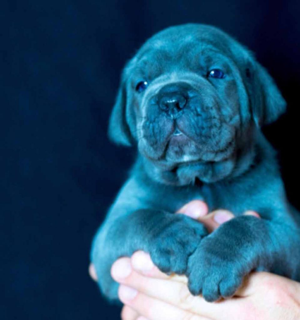 Comprar perros y cachorros cane corso en Medellín COlombia
