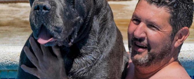 COMPRAR PERRO CANE CORSO Y CACHORROS EN VENTA EN MEDELLIN COLOMBIA