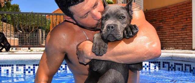 COMPRAR PERRO CANE CORSO Y CACHORROS EN VENTA EN VILAFRANCA DEL PENEDES BARCELONA
