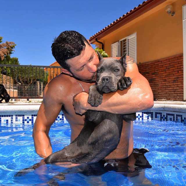 COMPRAR PERRO CANE CORSO Y CACHORROS EN VENTA EN VILAFRANCA DEL PENEDES BARCELONA