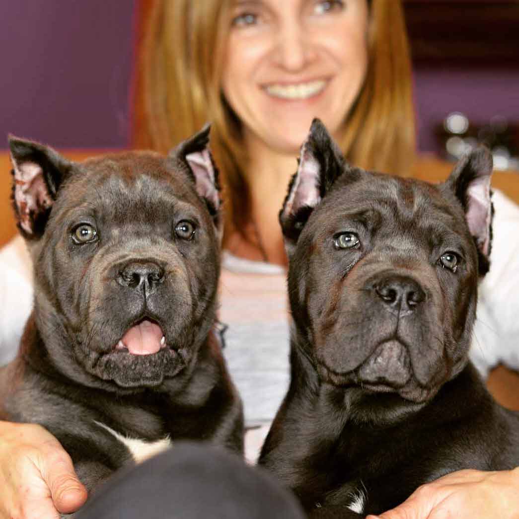 Buy Cane Corso dog in GlasgowScotland Puppies Cane