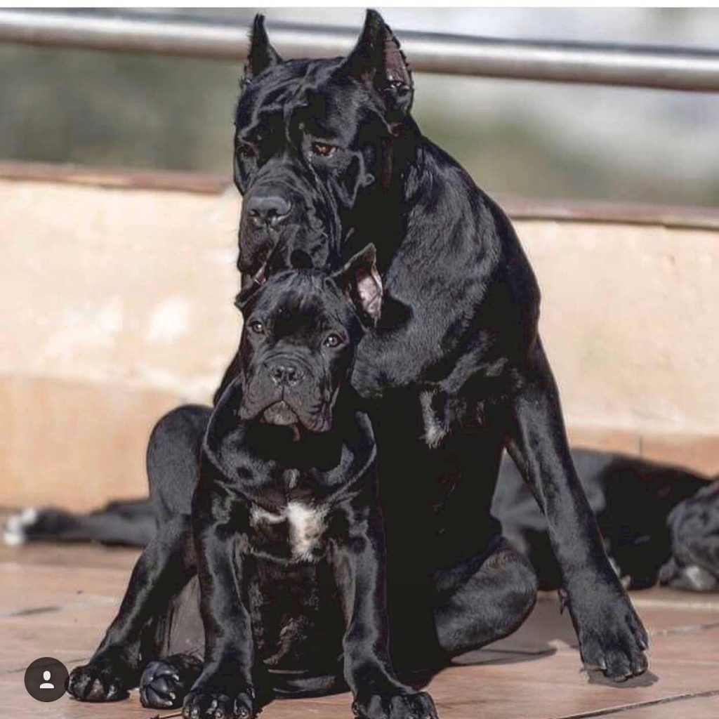 Buy cane corso dog in London UK and puppies for sale in UK London