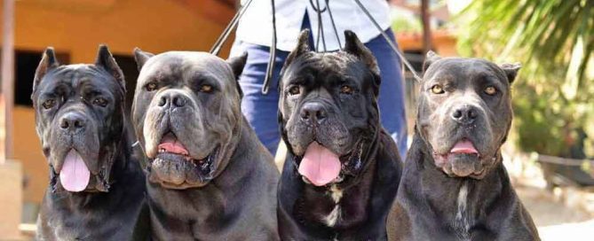 Buy dog Cane corso in San Francisco - California and cane corso puppies for sale in San Francisco - California.02