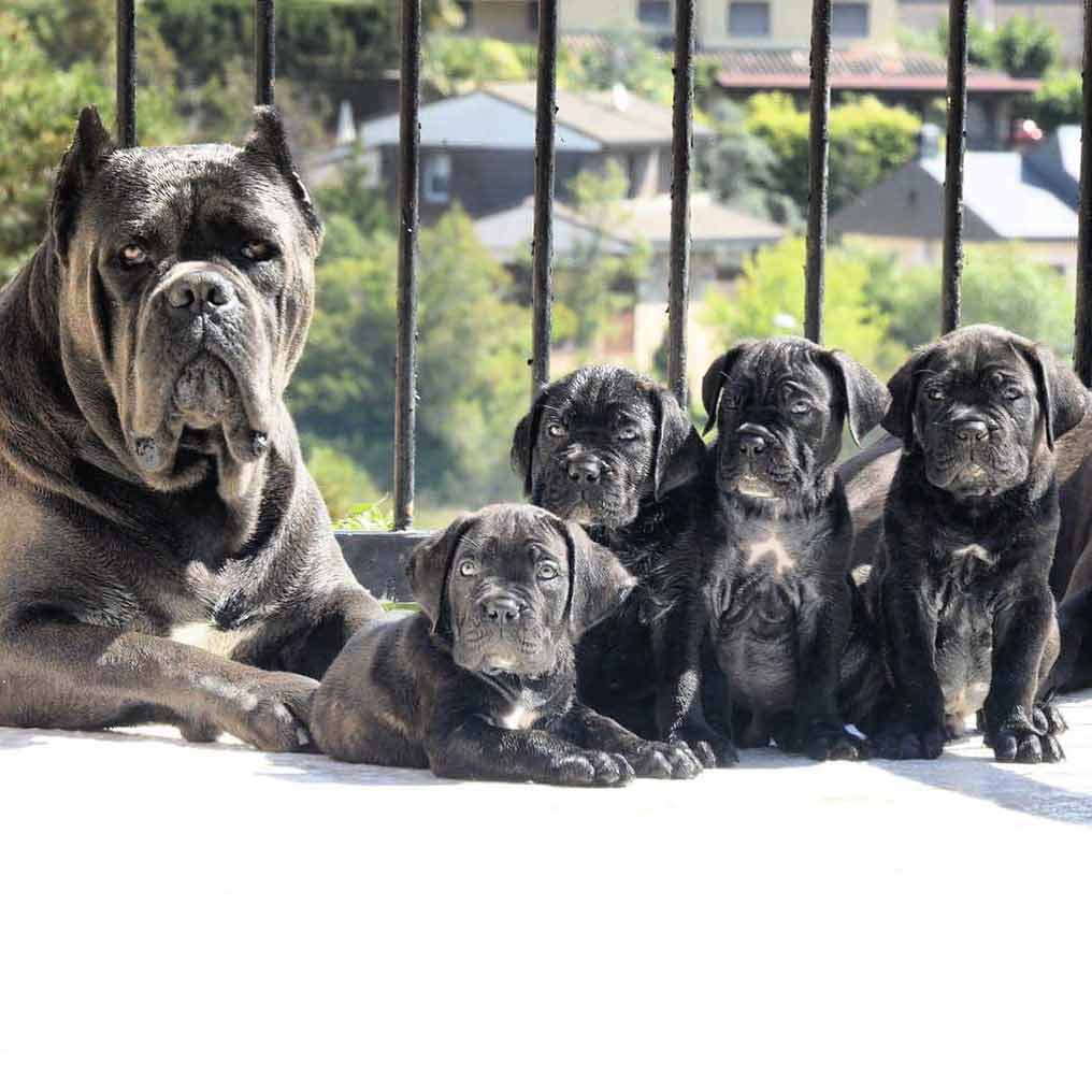 Buy dog Cane corso in San Francisco - California and cane corso puppies for sale in San Francisco - California.04