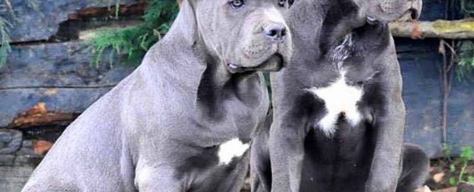 Buy dog cane corso in Las Vegas - California and italian mastiff puppies for sale in Las Vegas - California 5