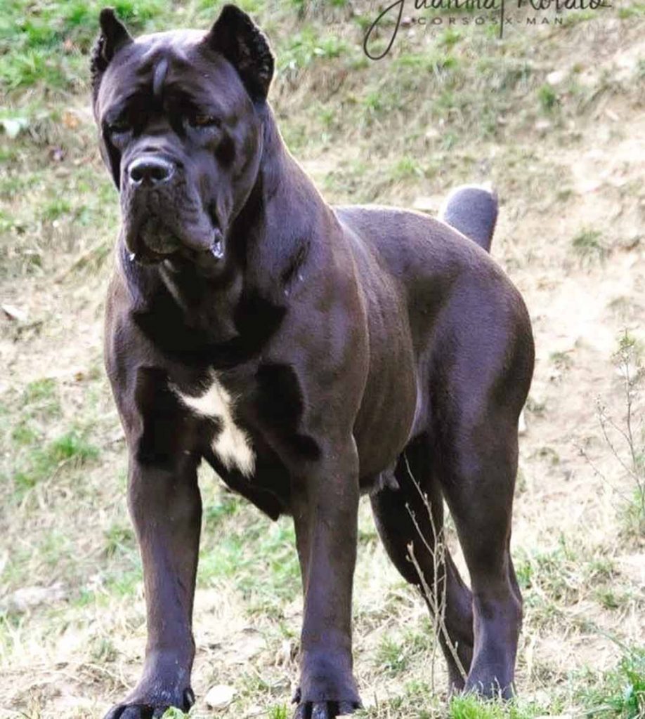 Buy dog cane corso in Leeds uk and puppies for sale in uk Leeds3